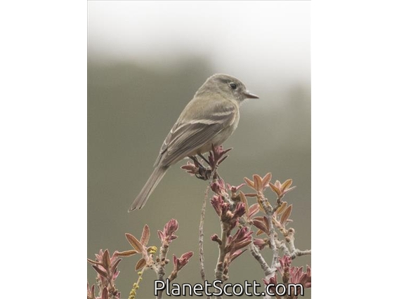 Dusky Flycatcher (Empidonax oberholseri)