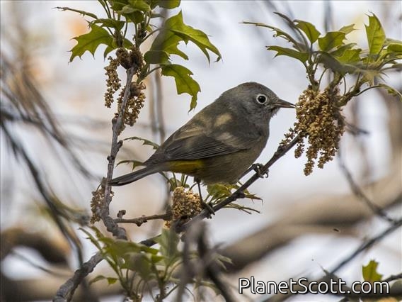 Colima Warbler (Oreothlypis crissalis)