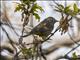 Colima Warbler (Oreothlypis crissalis)