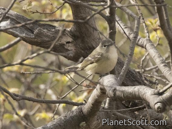 Cassin's Vireo (Vireo cassinii)