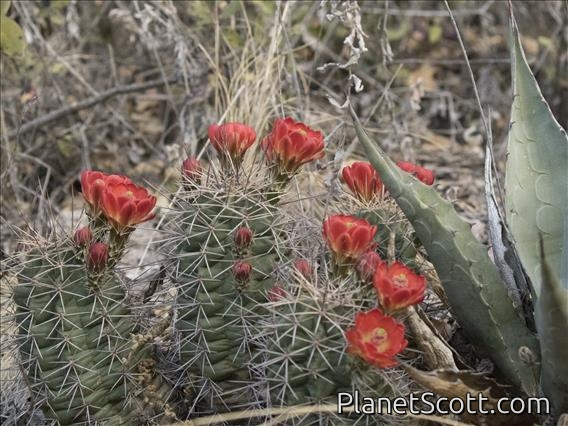 Scarlet Hedgehog Cactus (Echinocereus coccineus)