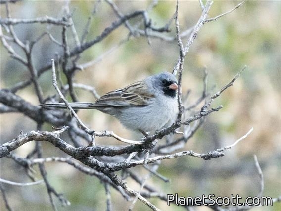 Black-chinned Sparrow (Spizella atrogularis)