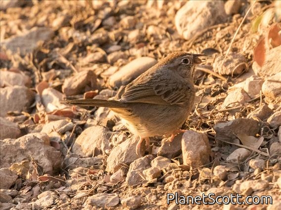 Rufous-crowned Sparrow (Aimophila ruficeps)