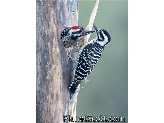 Ladder-backed Woodpecker (Picoides scalaris)