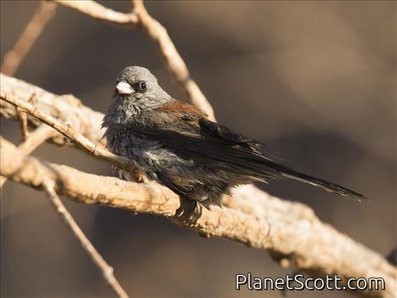 Dark-eyed Junco (Junco hyemalis) - Gray-headed