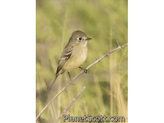 Western Flycatcher (Empidonax difficilis)