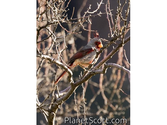 Pyrrhuloxia (Cardinalis sinuatus)