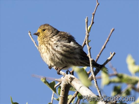 Pine Siskin (Spinus pinus) - Female