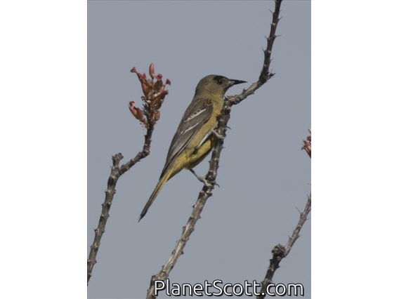 Scott's Oriole (Icterus parisorum) - Female