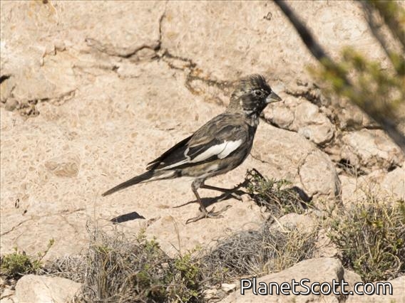 Lark Bunting (Calamospiza melanocorys) - Male