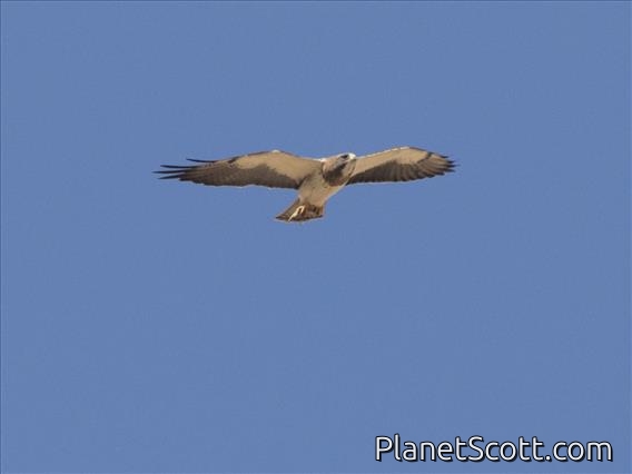 Swainson's Hawk (Buteo swainsoni)