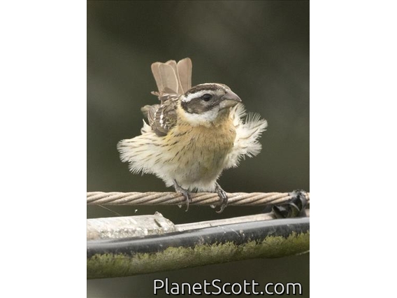 Black-headed Grosbeak (Pheucticus melanocephalus) - Female