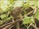 Pacific Wren (Troglodytes pacificus)