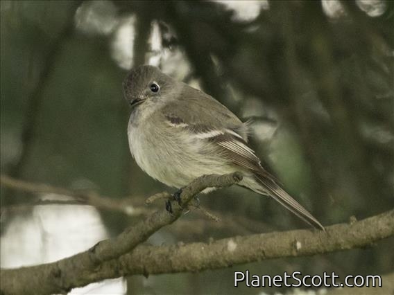 Hammond's Flycatcher (Empidonax hammondii)