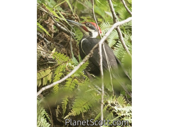 Pileated Woodpecker (Dryocopus pileatus)
