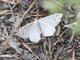 Angle Moth (Macaria sp)