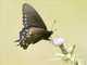 Pipevine Swallowtail (Battus philenor)