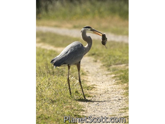 Great Blue Heron (Ardea herodias)