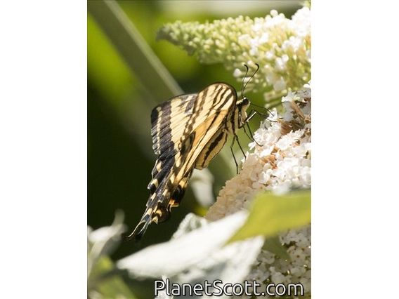 Western Tiger Swallowtail (Papilio rutulus)