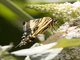 Western Tiger Swallowtail (Papilio rutulus)