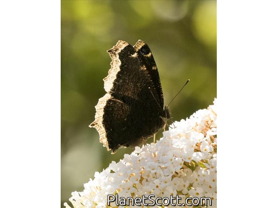 Mourning Cloak (Nymphalis antiopa)
