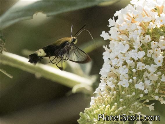 Rocky Mountain Clearwing (Hemaris thetis)