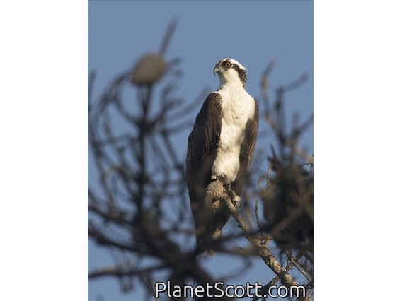 Osprey (Pandion haliaetus)