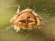 Gem-shaped Orbweaver (Araneus gemma)