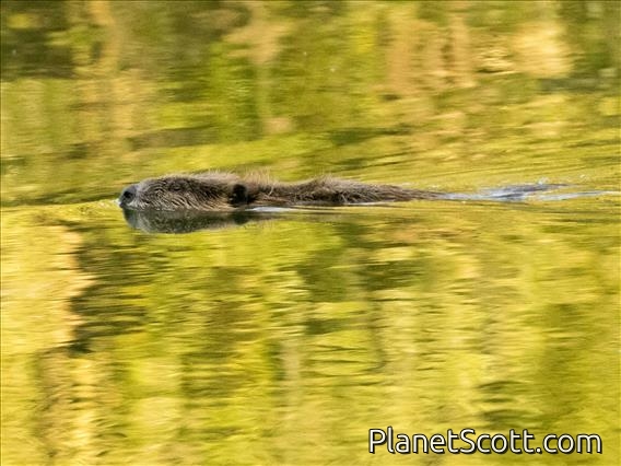 American Beaver (Castor canadensis)
