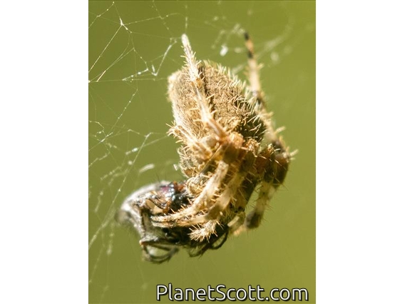Gem-shaped Orbweaver (Araneus gemma)
