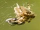 Gem-shaped Orbweaver (Araneus gemma)