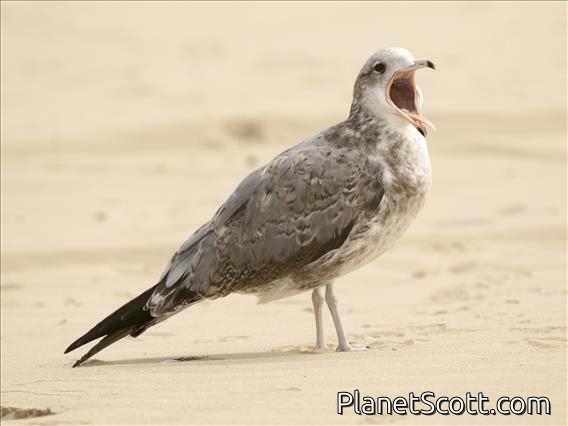 California Gull (Larus californicus) - 2nd Winter