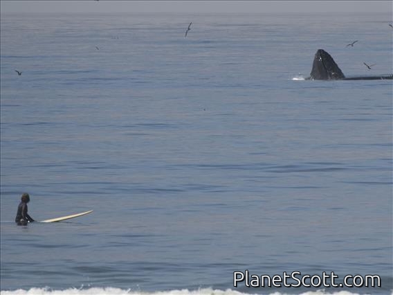 Humpback Whale (Megaptera novaeangliae)