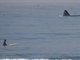 Humpback Whale (Megaptera novaeangliae)