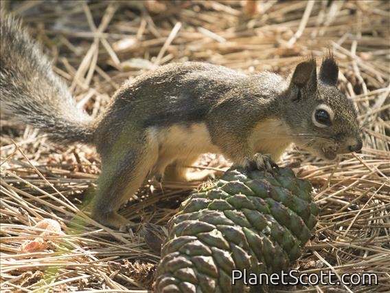 Douglas Squirrel (Tamiasciurus douglasii)