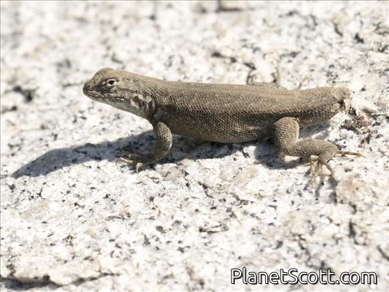 Sagebrush Lizard (Sceloporus graciosus)