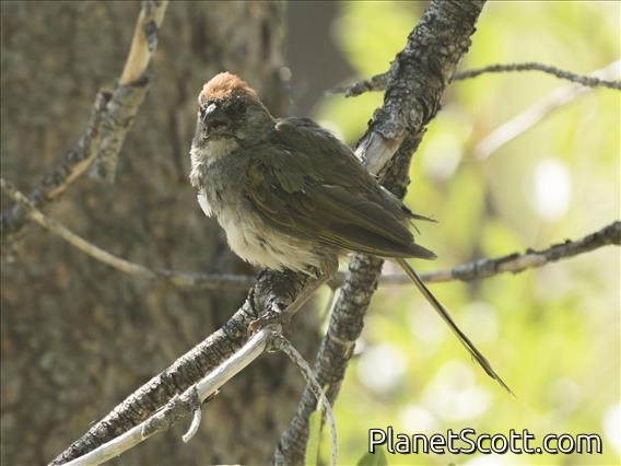 Green-tailed Towhee (Pipilo chlorurus)