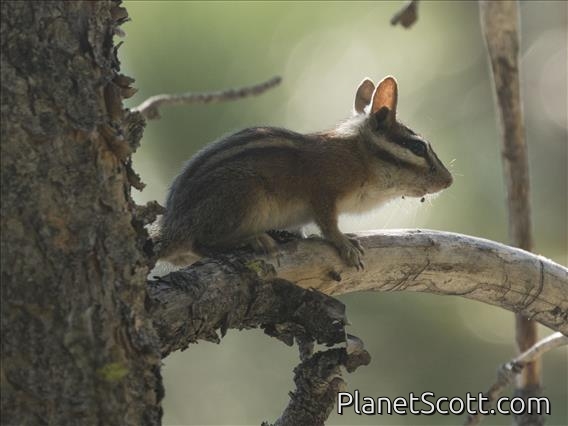Long-eared Chipmunk (Tamias quadrimaculatus)