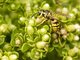 Western Yellowjacket (Vespula pensylvanica)