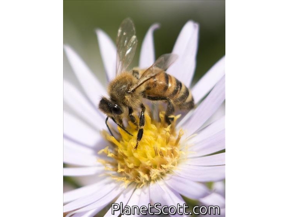 Western Honeybee (Apis mellifera)
