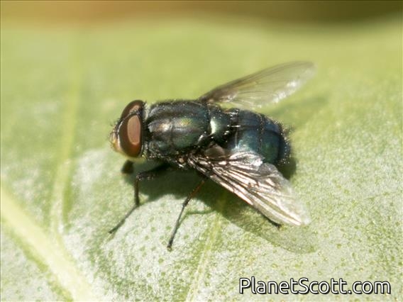 Blow Fly (Compsomyiops callipes)
