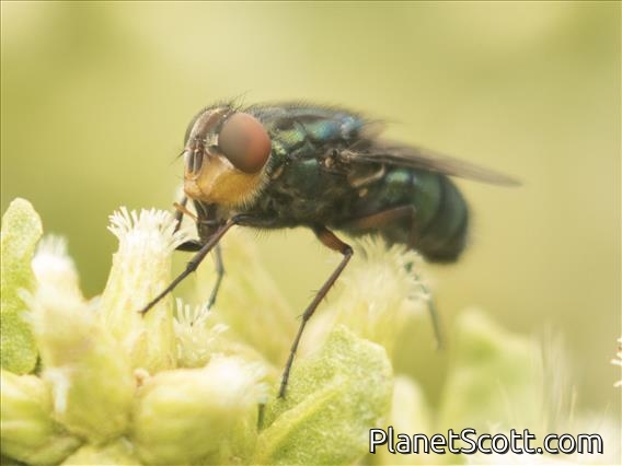 Blow Fly (Compsomyiops callipes)