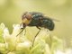 Blow Fly (Compsomyiops callipes)