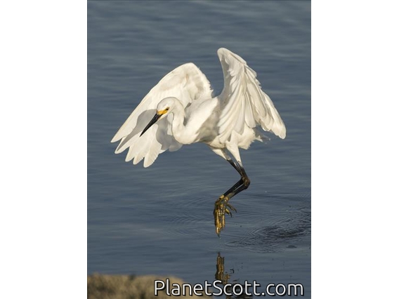Snowy Egret (Egreta thula)