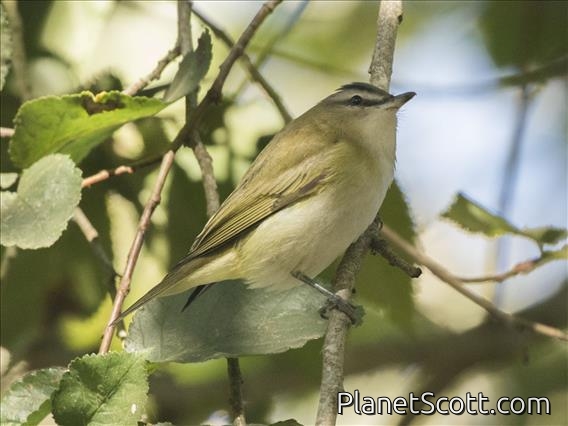 Red-eyed Vireo (Vireo olivaceus)