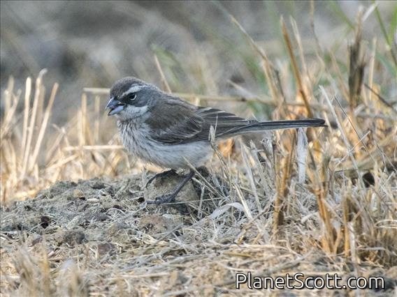 Black-throated Sparrow (Amphispiza bilineata)