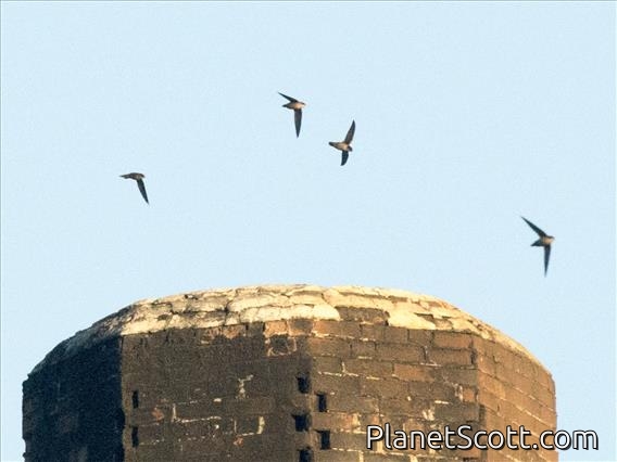 Vaux's Swift (Chaetura vauxi)