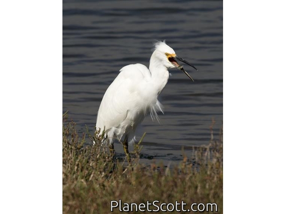 Snowy Egret (Egretta thula)