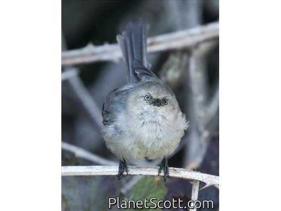 Bushtit (Psaltriparus minimus)