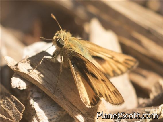 Fiery Skipper (Hylephila phyleus)